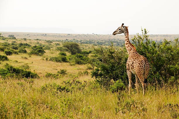  Is Africa Expensive To Visit