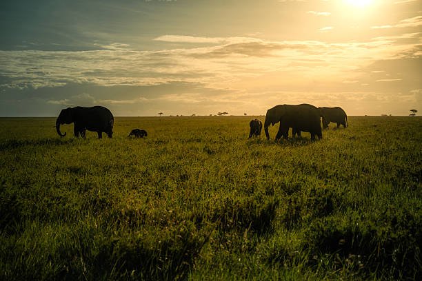  Is Africa Full Of Natural Resources