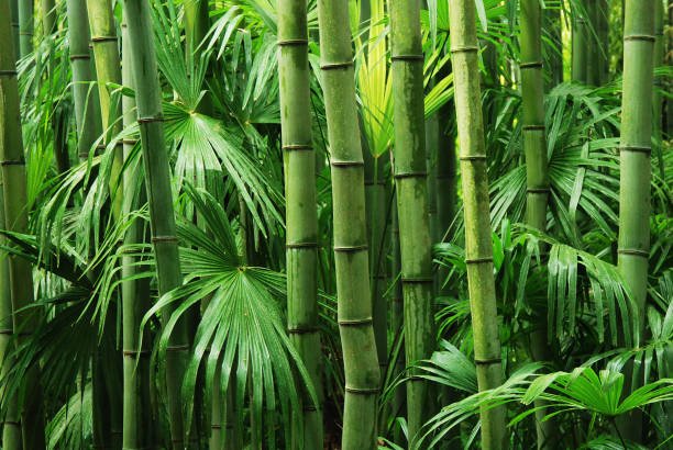  Is There Bamboo In Africa