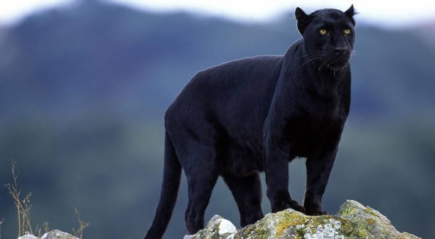  Is There Black Panthers In Africa