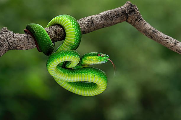  Which Country Has The Most Snakes In Africa