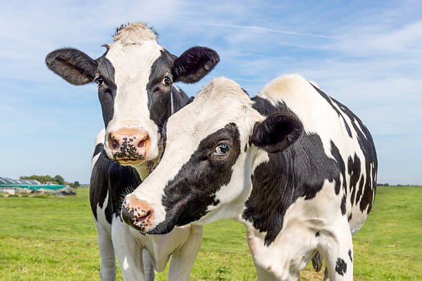  Is There Cows In Africa