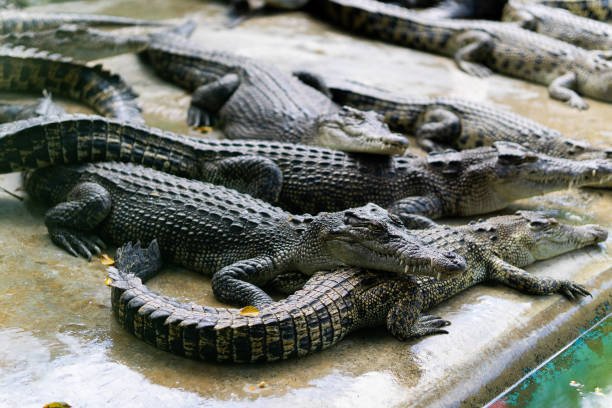  Is There Crocodiles In Africa