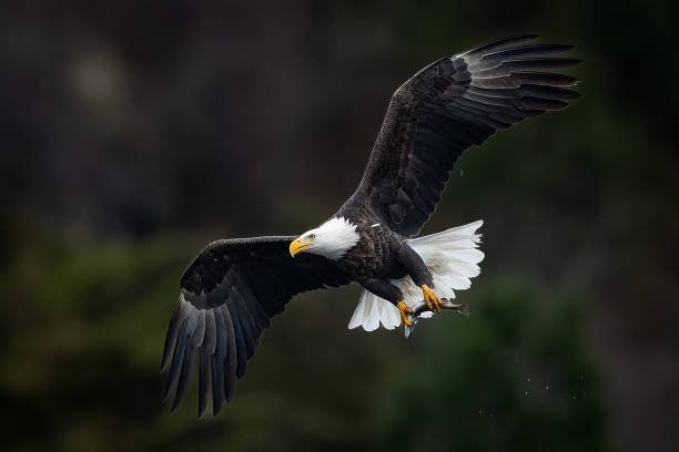  Eagles Found In Africa