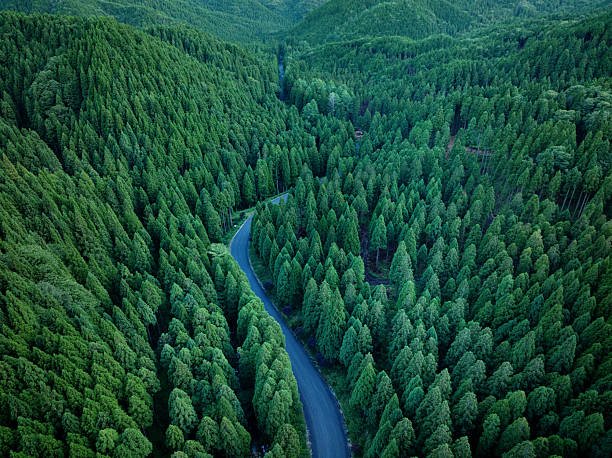  Is There Forests In Africa