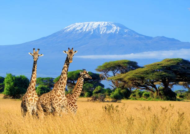  Which Country Is Mount Kilimanjaro Located In Africa