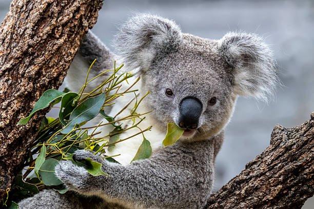  Are Koalas Found In Africa