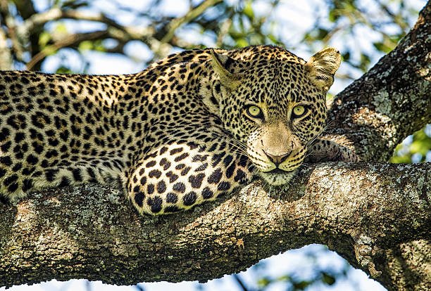  Is There Leopards In Africa