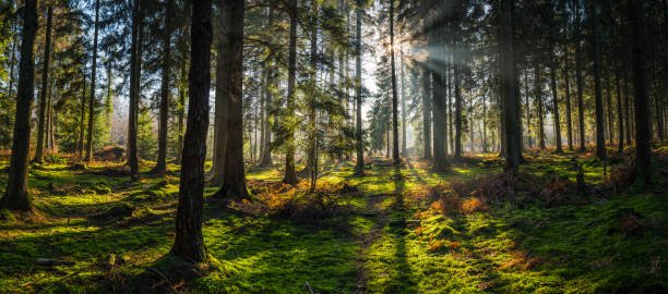  Is There A Rainforest In Africa