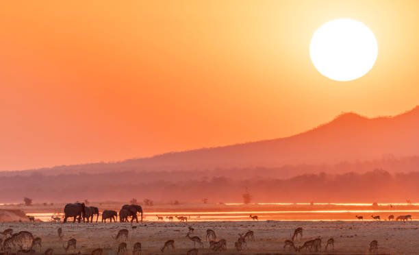  Which Country In Africa Is Best For Safari